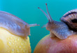 Meeting of snails Meeting of snails
