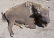 Bison 1