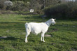 Goat