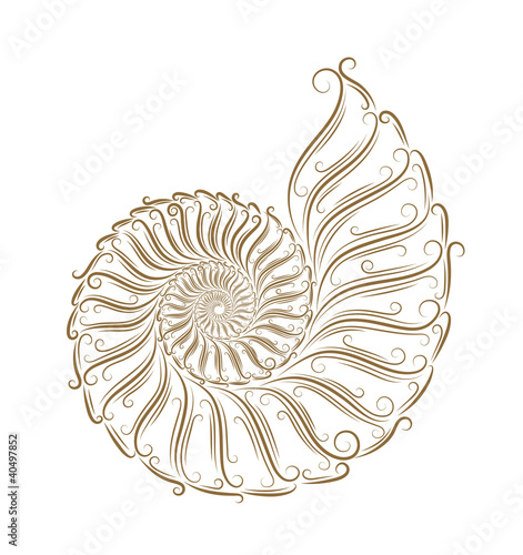 Vector: Sketch of seashells Sketch of seashells