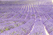 Photo: lavender field, Plateau de Valensole, Provence, France lavender field, Plateau de Valensole, Provence, France