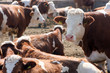 Brown white cows
