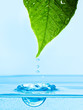 Green leaf with water droplet over water reflection