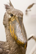 Photo: prehistoric bird in museum prehistoric bird in museum