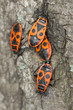 Pyrrhocoris apterus / a group of firebugs