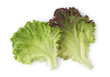 Red Leaf Lettuce Red Leaf Lettuce