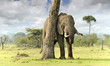 African elephants
