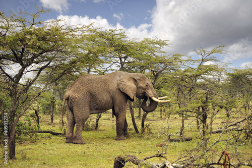 Photo: Elephant Elephant