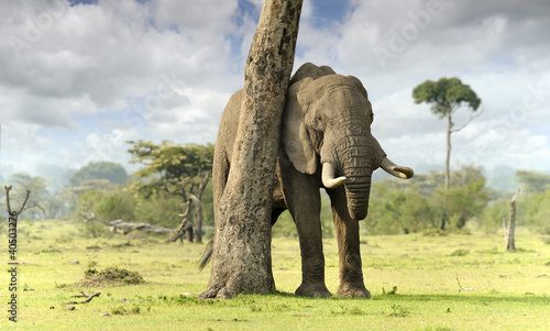 Photo: African elephants African elephants