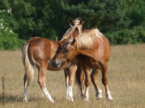 Photo: Young Suffolk Punch Horses Grooming Young Suffolk Punch Horses Grooming