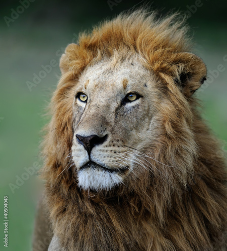 Foto: African lion African lion