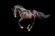 black stallion isolated