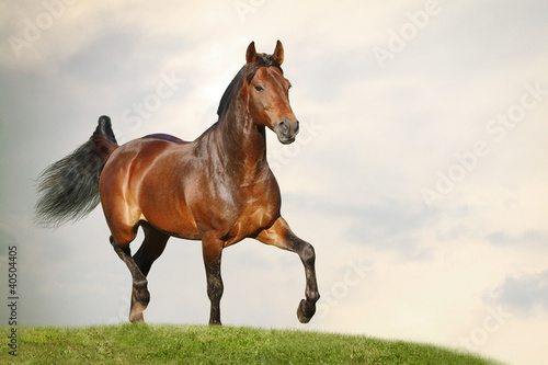 Photo: dressage horse dressage horse