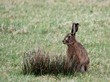 Hare