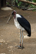 TIERE_0747_Marabu