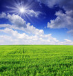 spring field