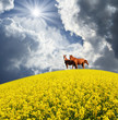 horse