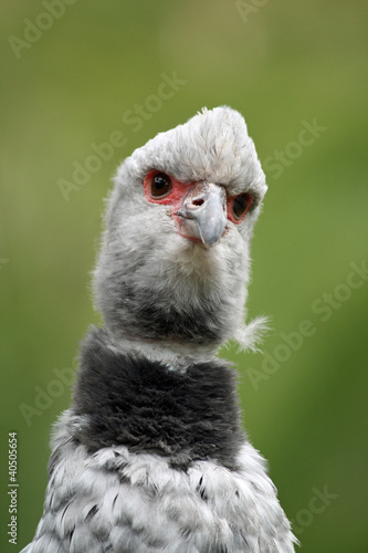 Photo: TIERE_0758_Halsband-Wehrvogel TIERE_0758_Halsband-Wehrvogel