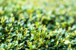 Green Leaves On Branches Of Buxus In Summer