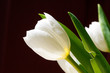 White Tulip