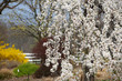 Blooming trees in spring time Blooming trees in spring time
