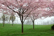 Cherry blossom on trees during spring time Cherry blossom on trees during spring time