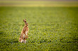 Brown hare (lepus europaeus)