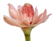 Torch Ginger pink (Etlingera elatior)