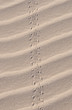Close up of sand dune with traces in Socotra island, Yemen