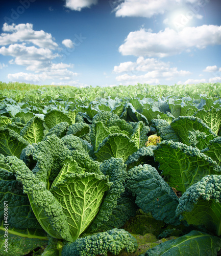 Photo: green kale,field green kale,field