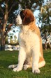 Cute Saint Bernard Purebred Puppy