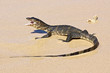 wild young water monitor