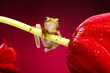 Frog hanging onto a stalk of flower