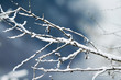 Winter scene