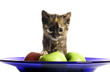 Kitten on a plate of fruits