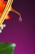 Water drop from a thorn