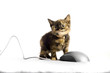 Kitten by computer mouse