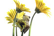 Frog holding onto a daisy stalk