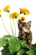 Kitten with flowers