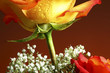 Close-up of a rose