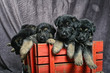 Puppies in a wooden cart