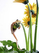 Frog holding onto a daisy stalk