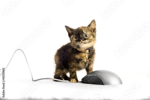 Photo: Kitten by computer mouse Kitten by computer mouse