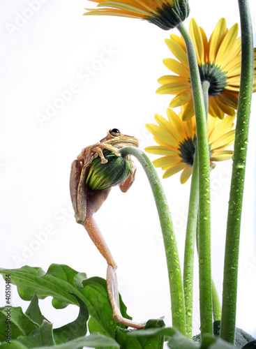 Photo: Frog holding onto a daisy stalk Frog holding onto a daisy stalk