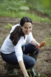 Woman picking carrots in garden