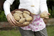 Girl holding a basket of potatoes
