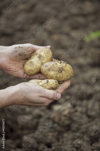 Photo: Hands holding potatoes Hands holding potatoes