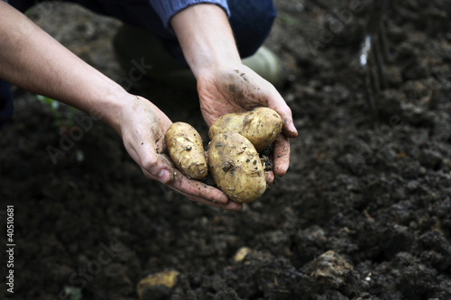 Photo: Human hand holding potatoes Human hand holding potatoes