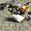 Chickens feeding with ducks and pigeon around