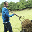 Man pitching hay in the farm